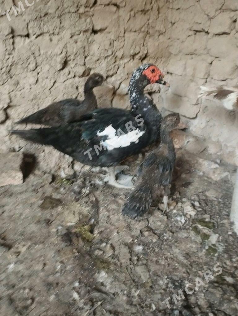 ÖrdekÖrdekler - Gökdepe - img 2
