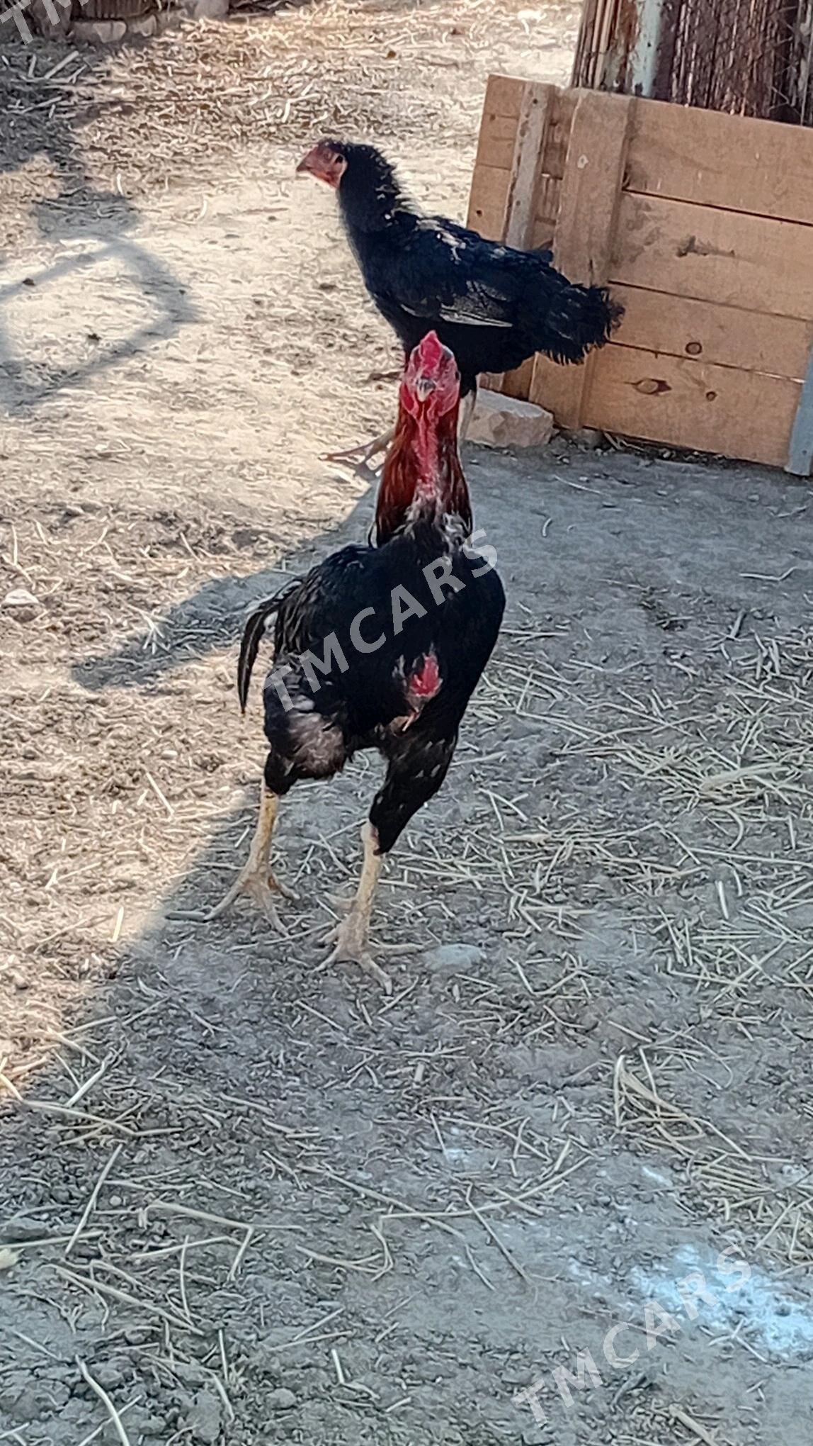 Baýsy - Türkmengala - img 2