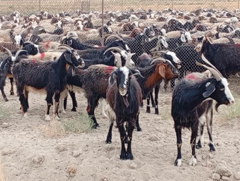 geçi - Gyzylarbat - img 2