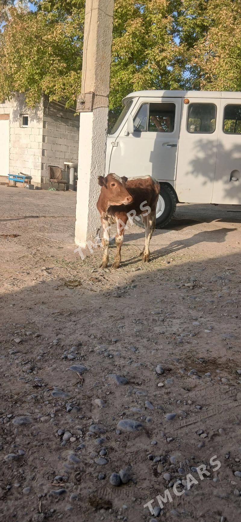 okuzce - Aşgabat - img 3