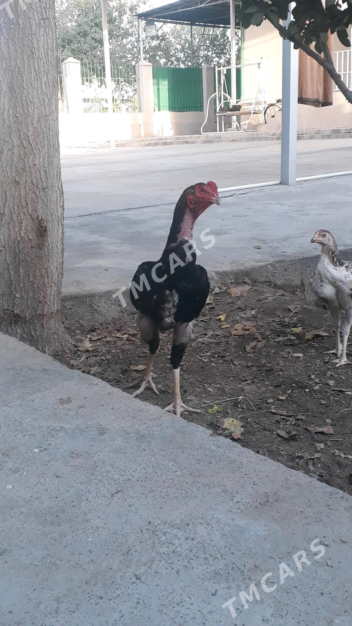 Taşkent horaz mäki - Änew - img 2