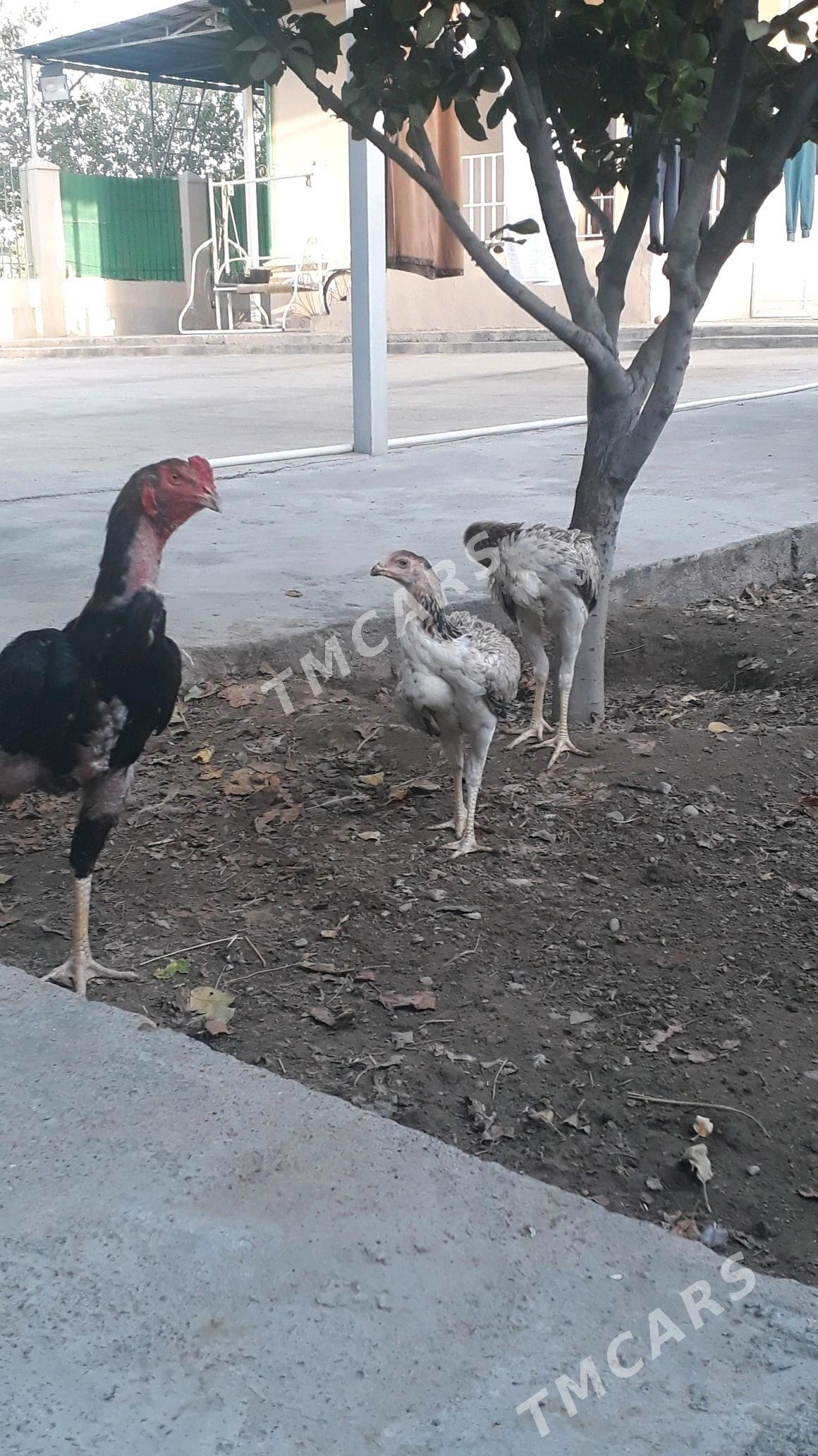 Taşkent horaz mäki - Änew - img 3