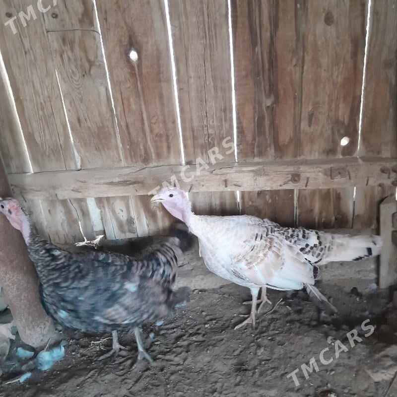 Induk - Bereket - img 2