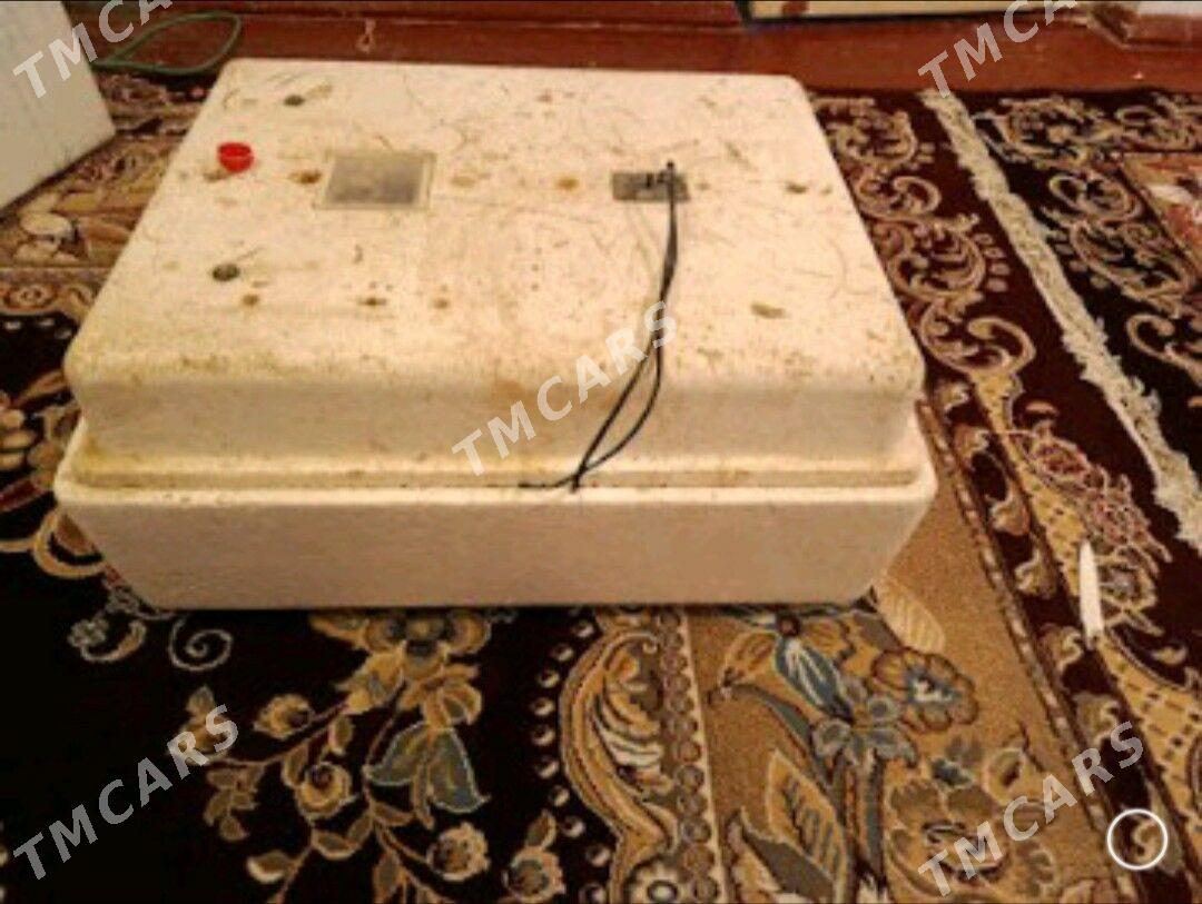 инкубатор inkubator - Çärjew - img 3