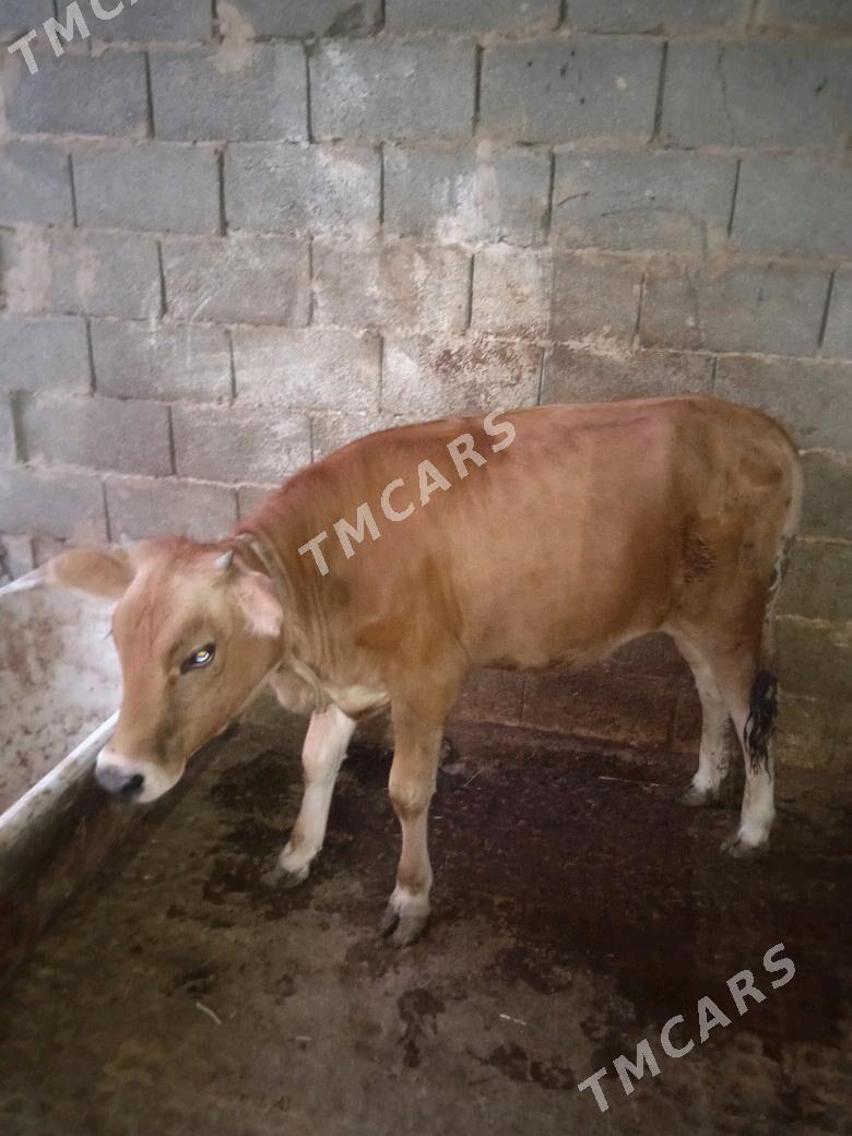 Tüwwe - Gyzylarbat - img 2