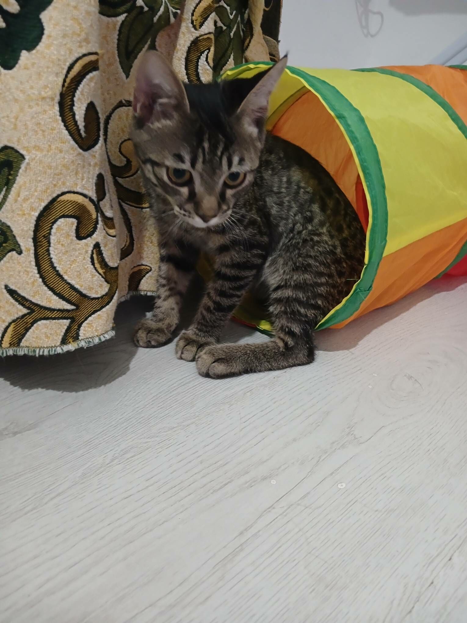 Котёнок окраса Табби - Туркменабат - img 4
