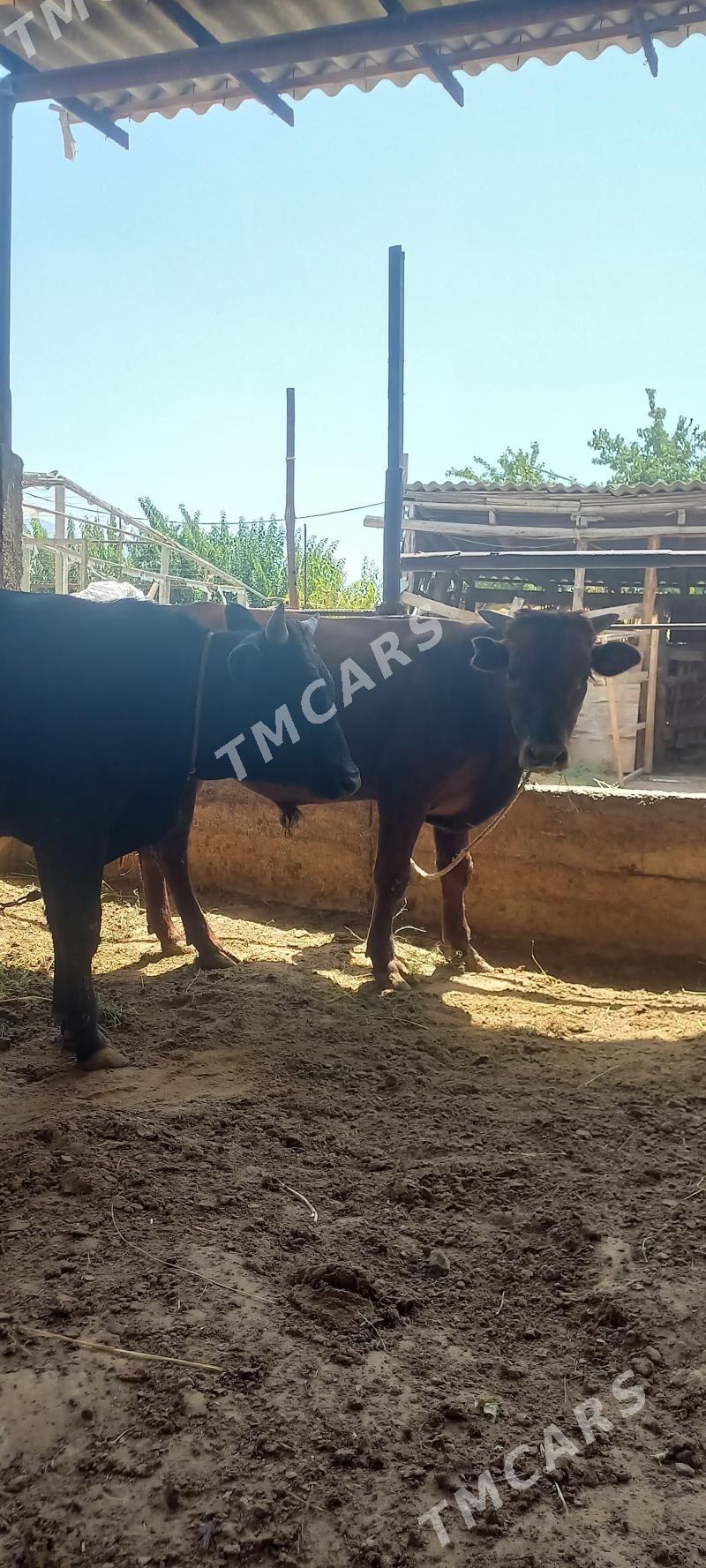 Göle - Gökdepe - img 3