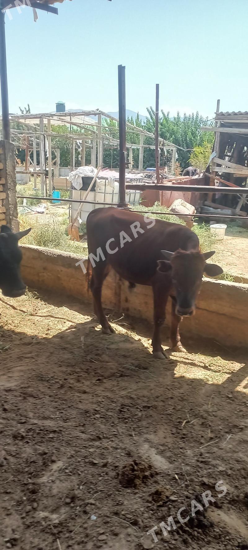 Göle - Gökdepe - img 2