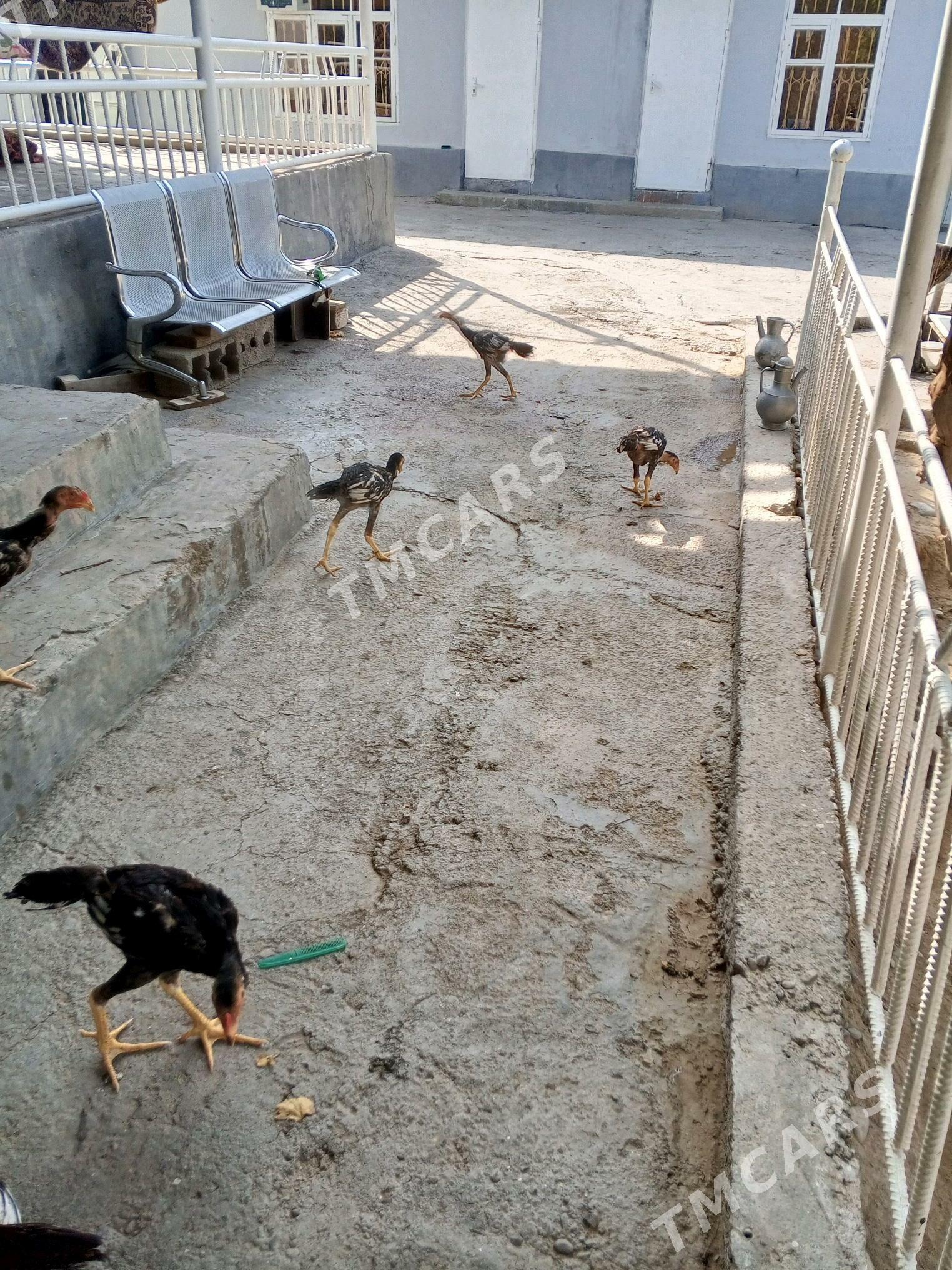 ARASSA TASGENT JUJELER OZBEK G - Aşgabat - img 6