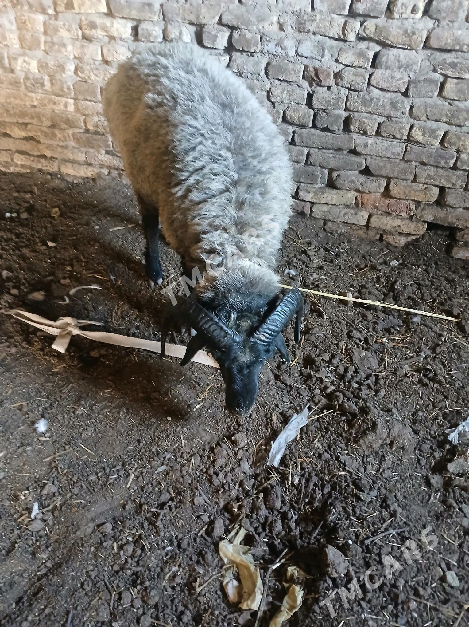 goc - Daşoguz - img 2