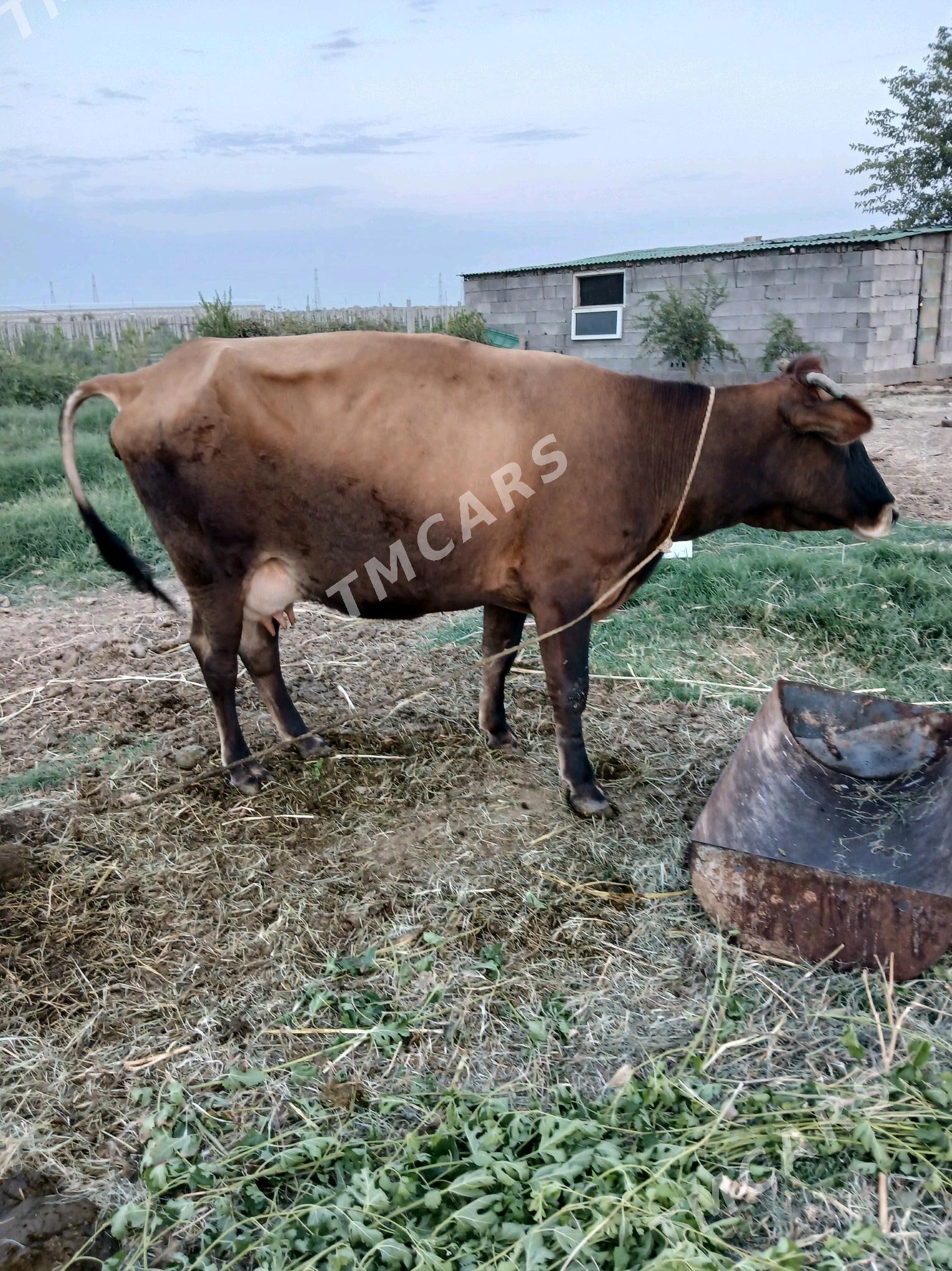göleli sygyr - Ak bugdaý etraby - img 2