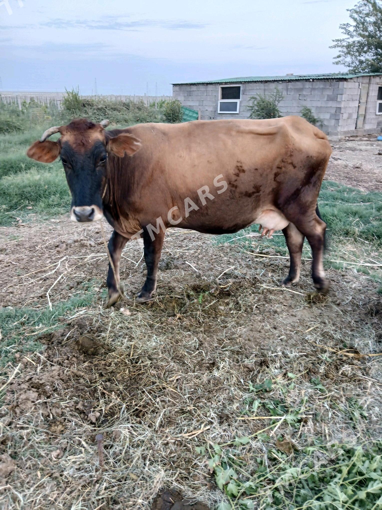 göleli sygyr - Ak bugdaý etraby - img 4