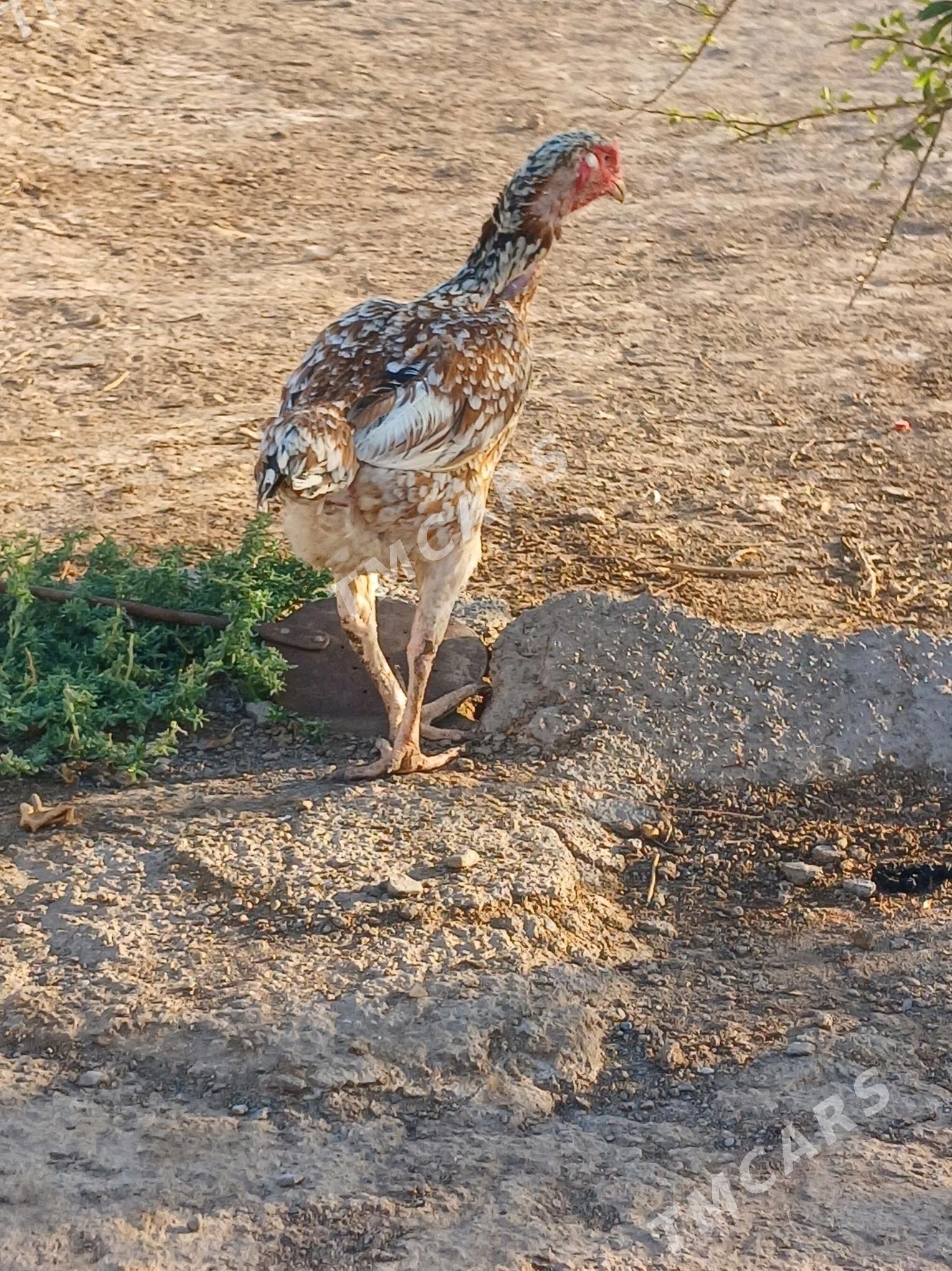 taşkent baÿes - Tejen - img 3