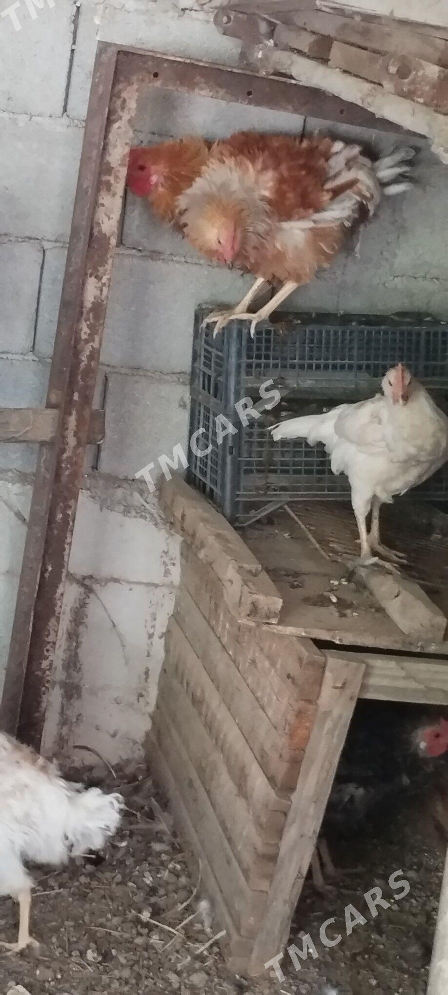 horaz - Çoganly - img 2