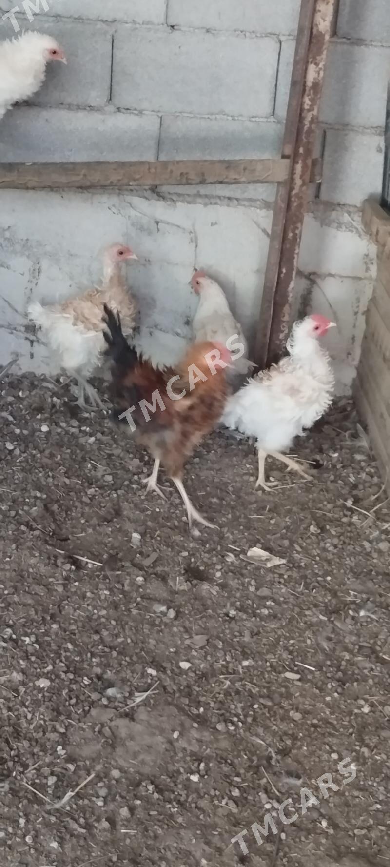 horaz - Çoganly - img 4