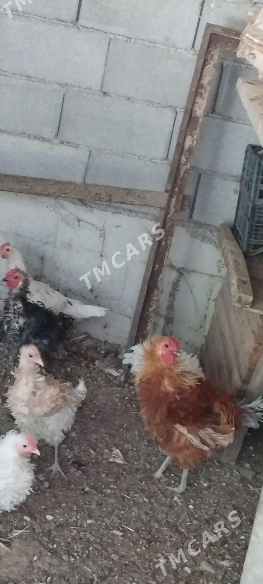 horaz - Çoganly - img 5