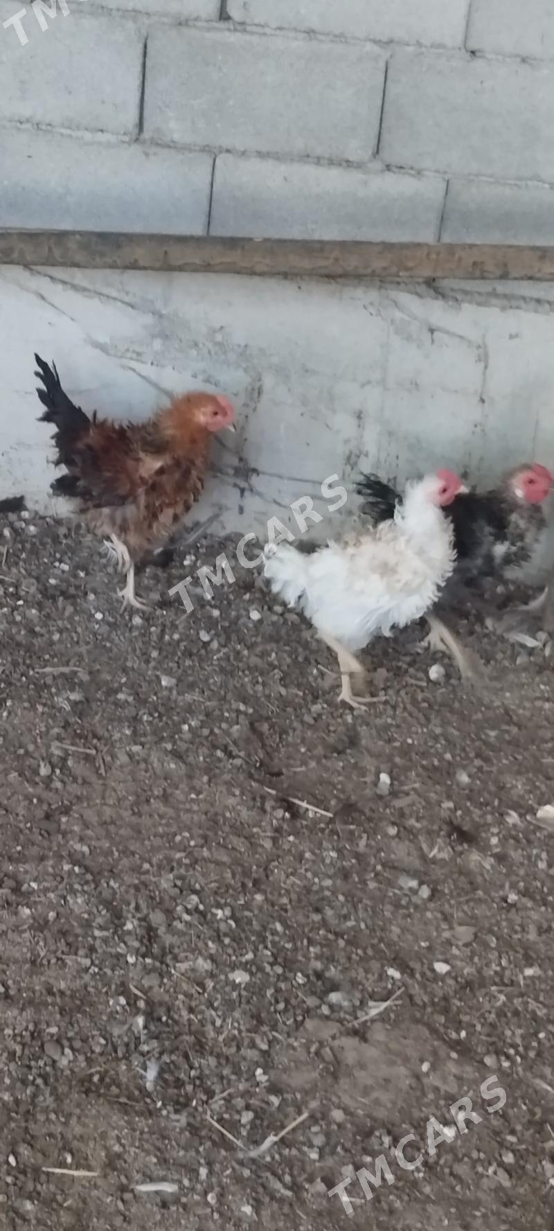 horaz - Çoganly - img 3