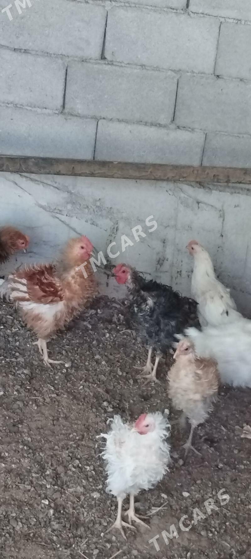 horaz - Çoganly - img 6