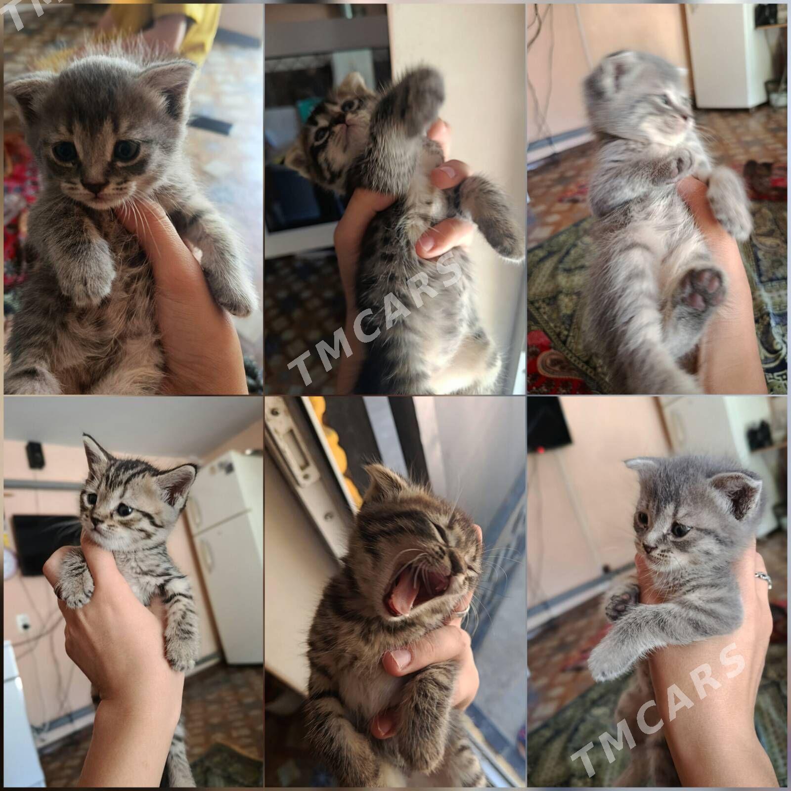 домашние животные - Türkmenabat - img 4