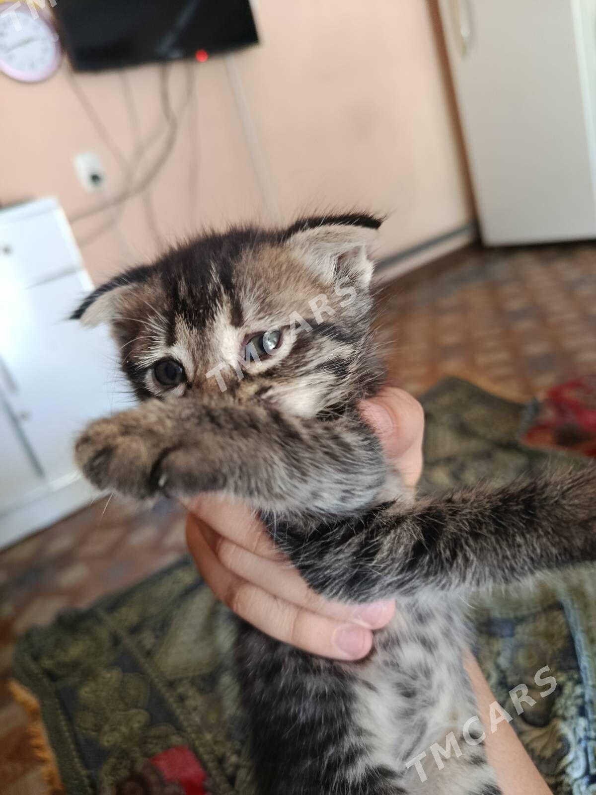 домашние животные - Türkmenabat - img 1