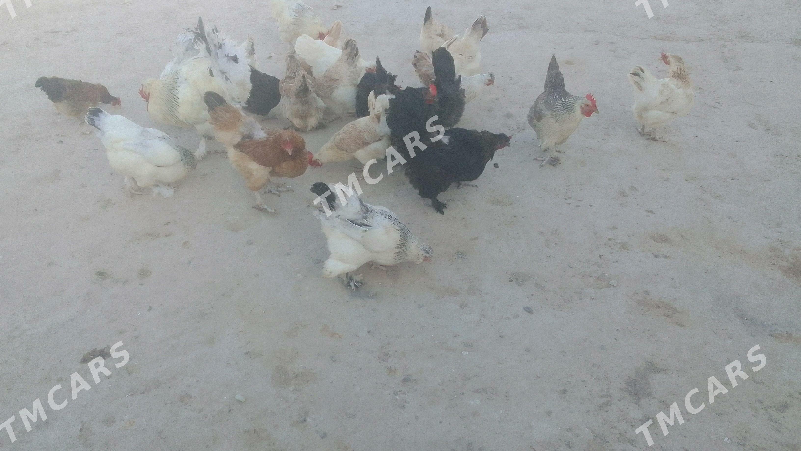 towuk horaz - Türkmenbaşy - img 2