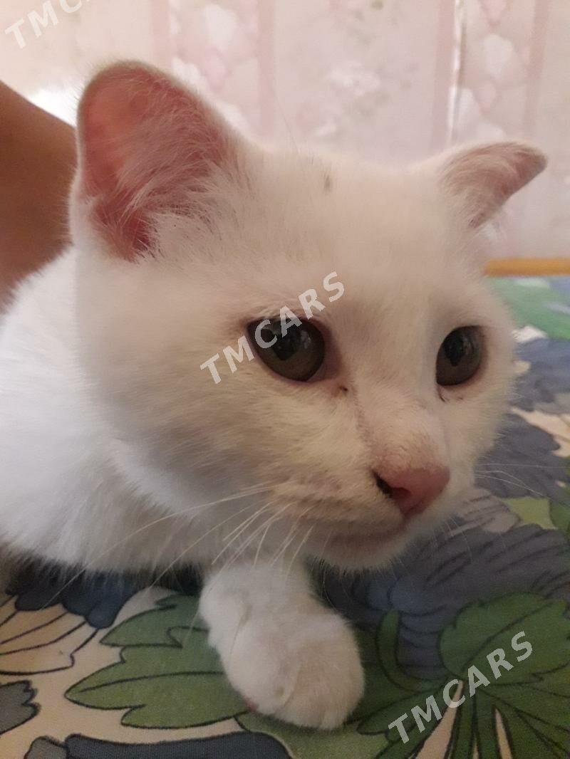 турецкий ван - Türkmenabat - img 2