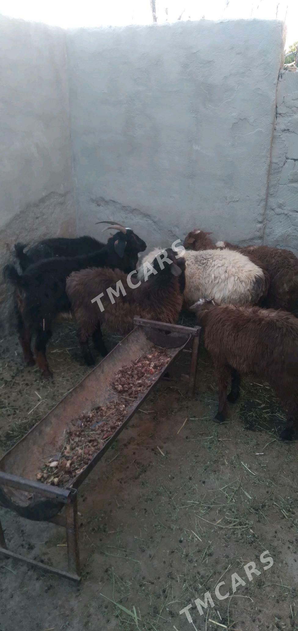 Goyun - Türkmenbaşy - img 2