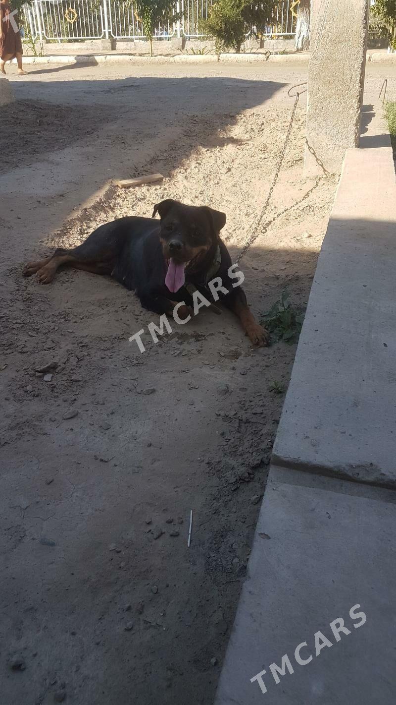 Rotweiler(РОТВЕЙЛЕР) - Farap - img 2