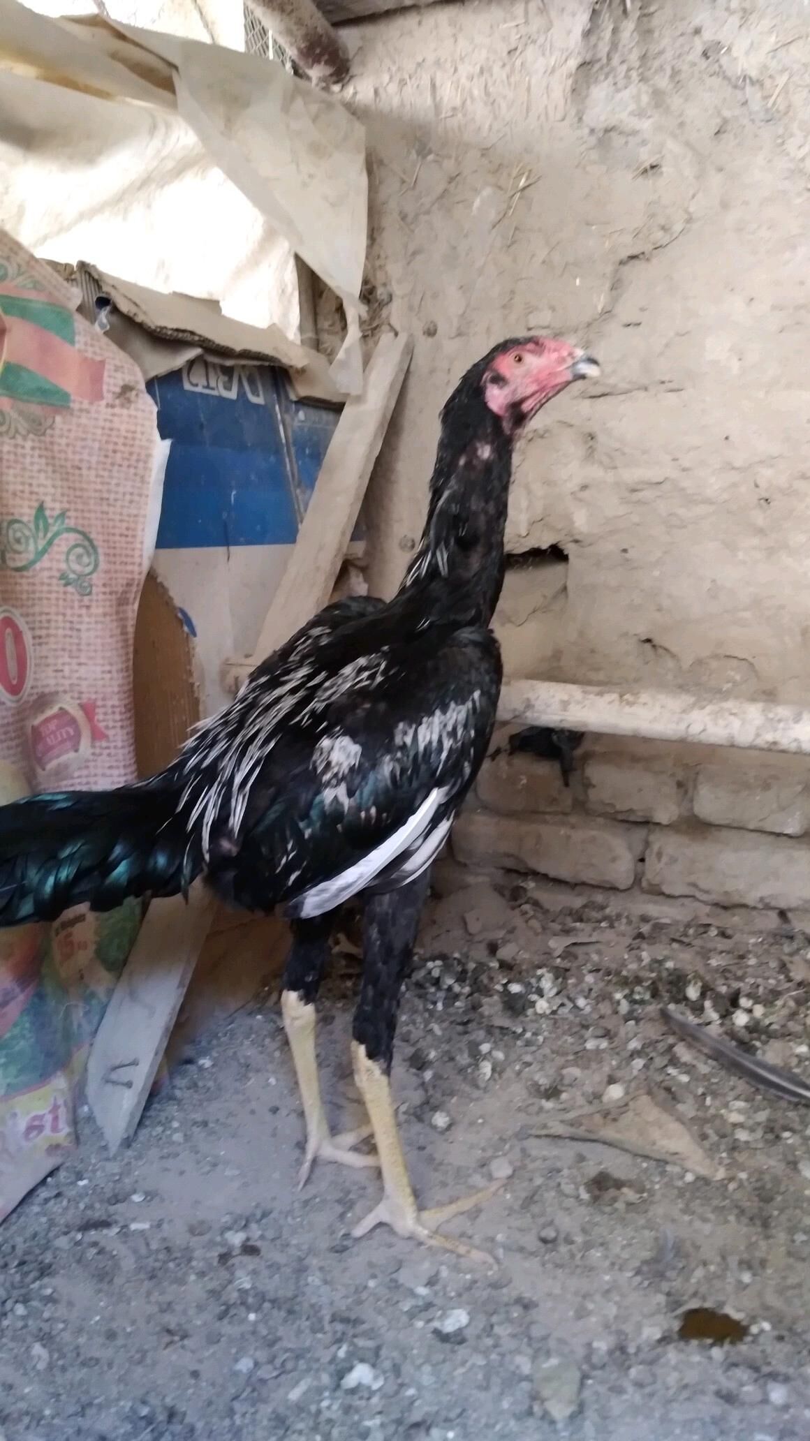 juja - Daşoguz - img 2