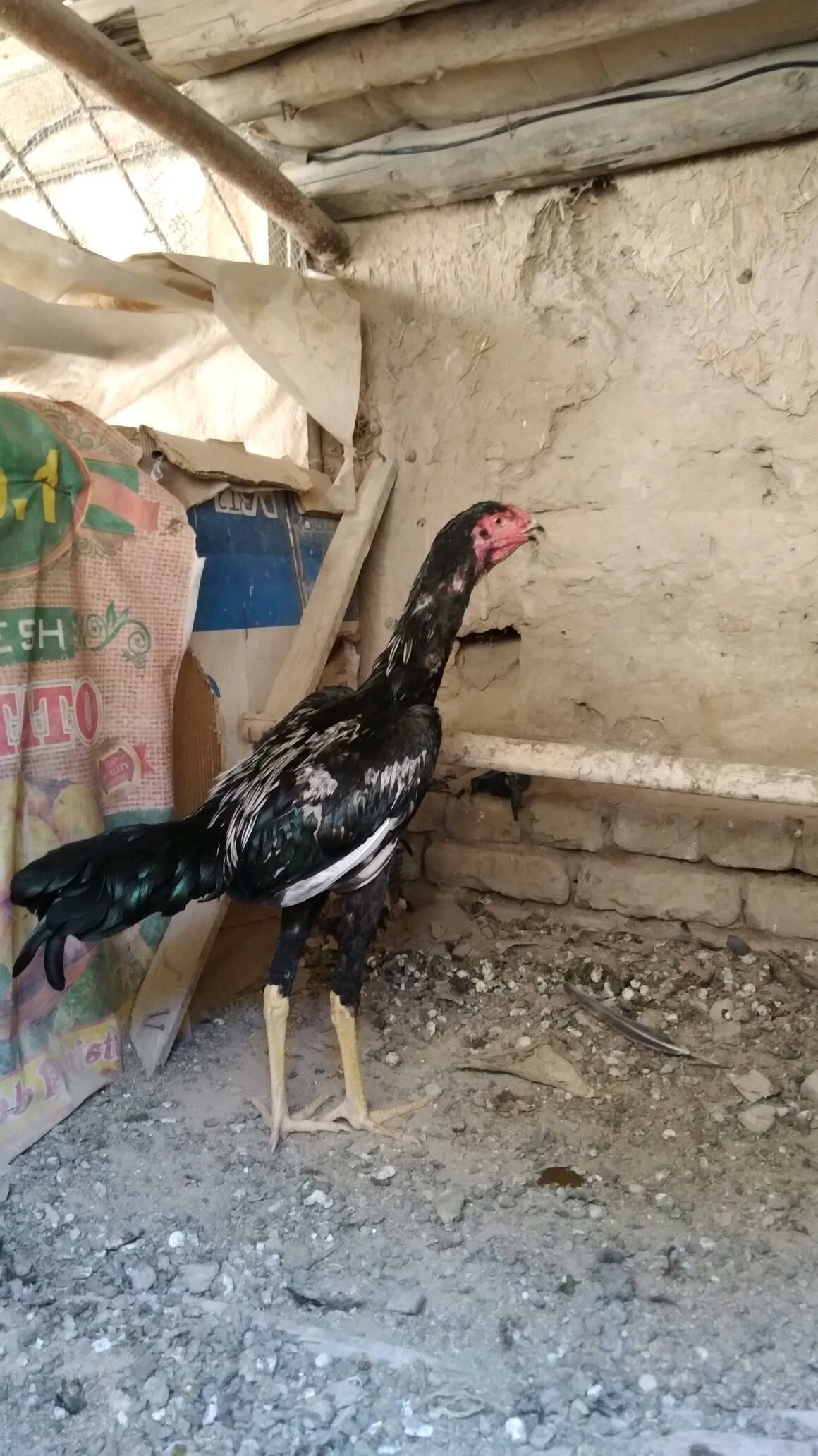 juja - Daşoguz - img 3