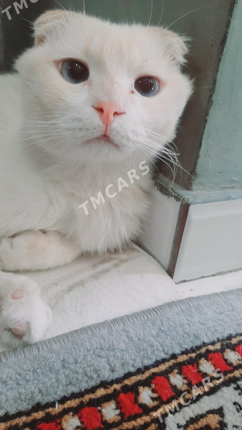 шатланские кот - Türkmenabat - img 2