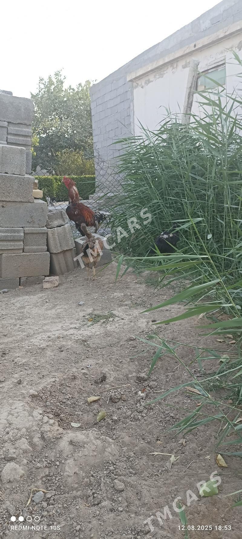 tasgent horaz - Aşgabat - img 2