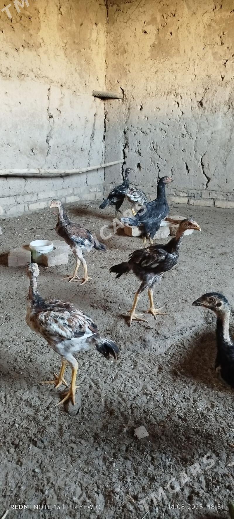 Juyje - Daşoguz - img 2