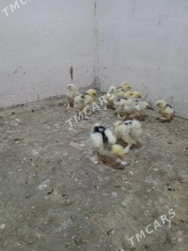 Mramorny brama. - Чоганлы - img 2