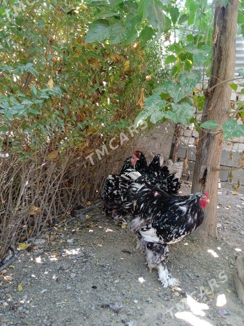 Mramorny brama. - Чоганлы - img 6