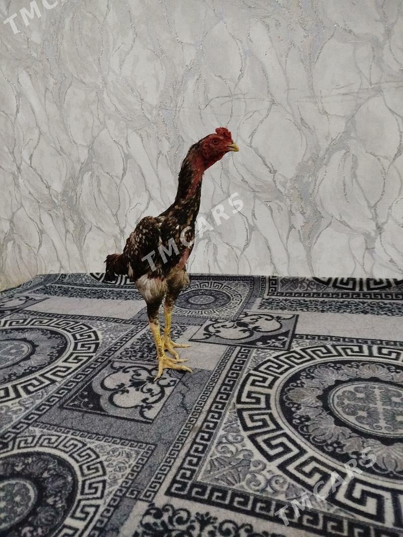horaz juje - Köneürgenç - img 2