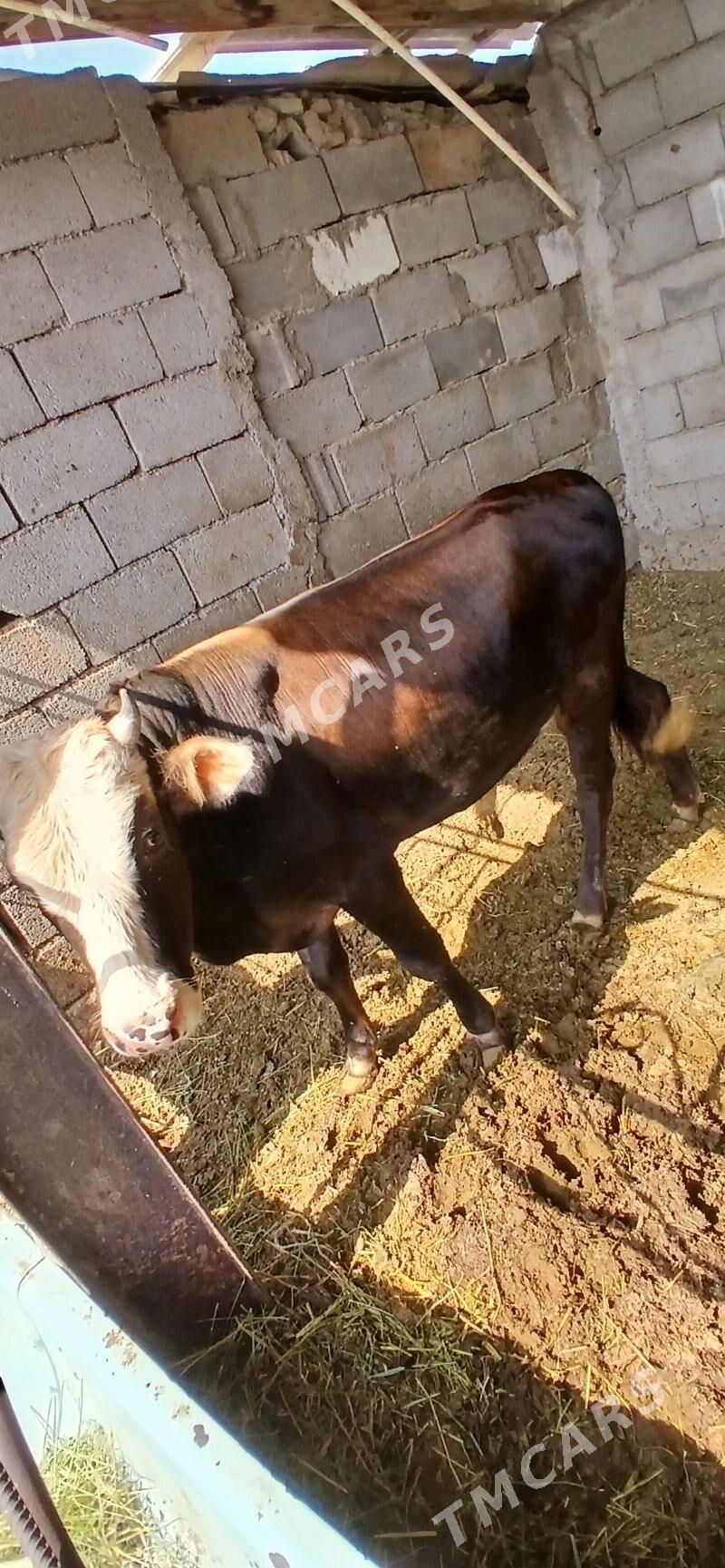Göle - Бузмеин - img 2