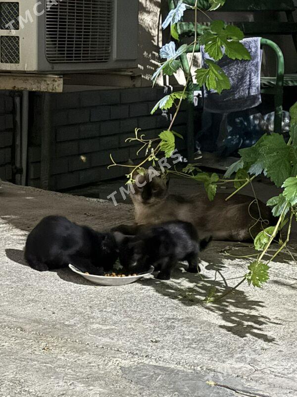 Котята в добрые руки, pişik - Aşgabat - img 4