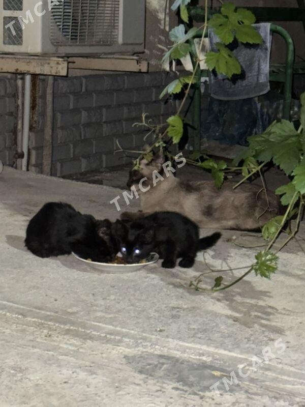 Котята в добрые руки, pişik - Aşgabat - img 3