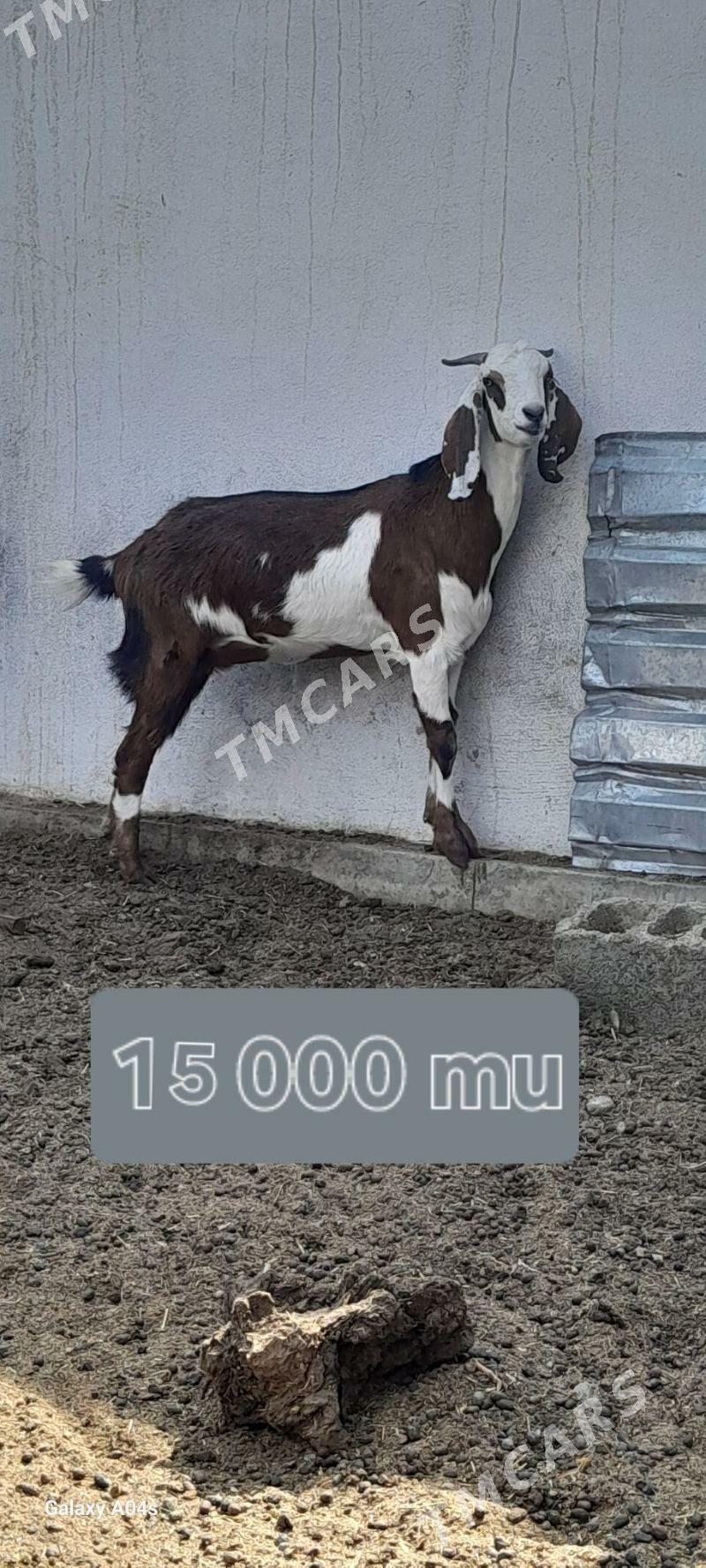 PÄKISTAN TEKE WE PÄKISTAN GEÇI - Gökdepe - img 3