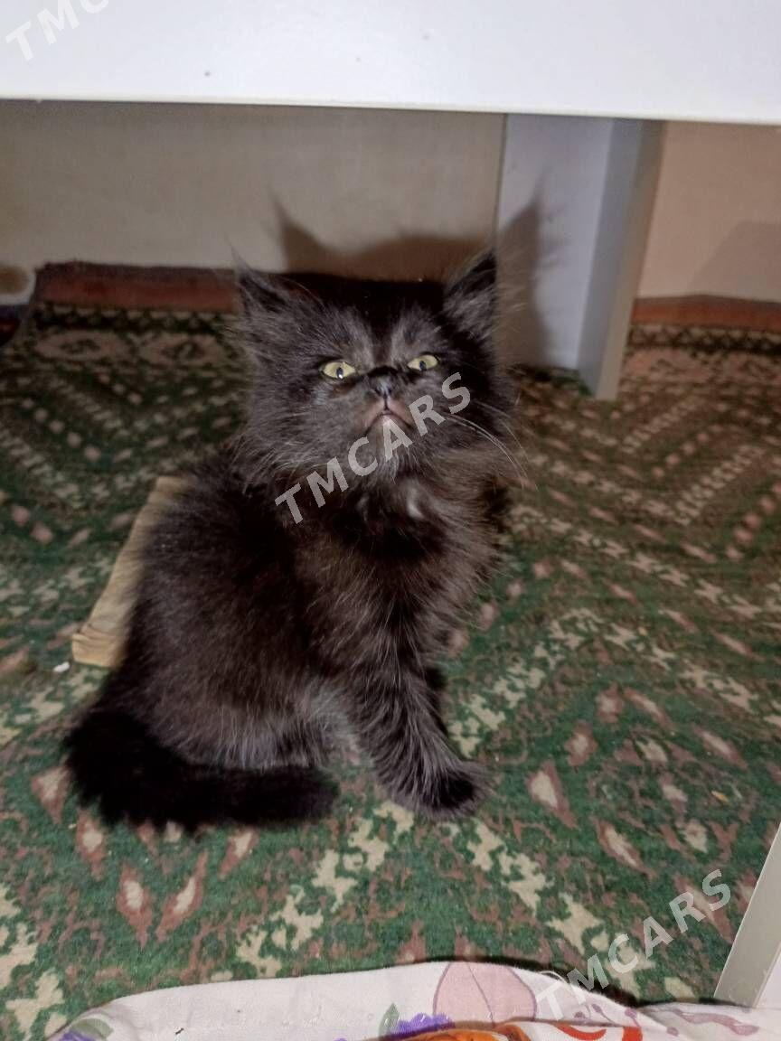 кошка - Türkmenabat - img 3
