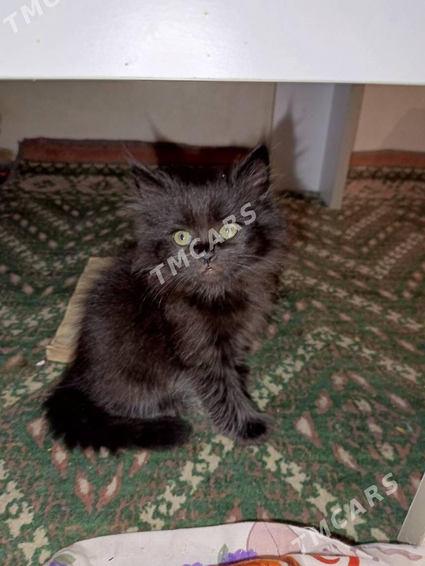 кошка - Türkmenabat - img 2