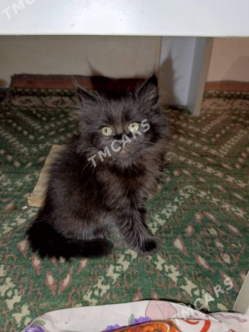 кошка - Türkmenabat - img 4