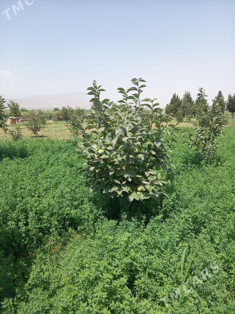 Hurma 250 dup - Aşgabat - img 3
