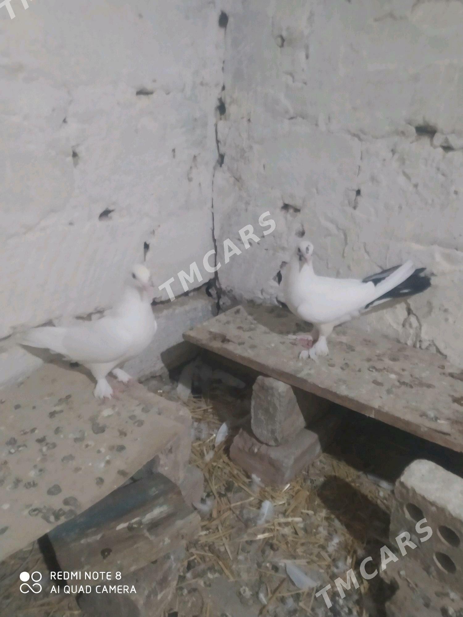 kepderi - Gyzylarbat - img 2