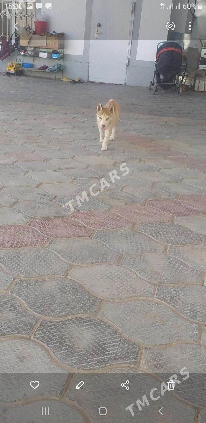 Haski kici - Aşgabat - img 2