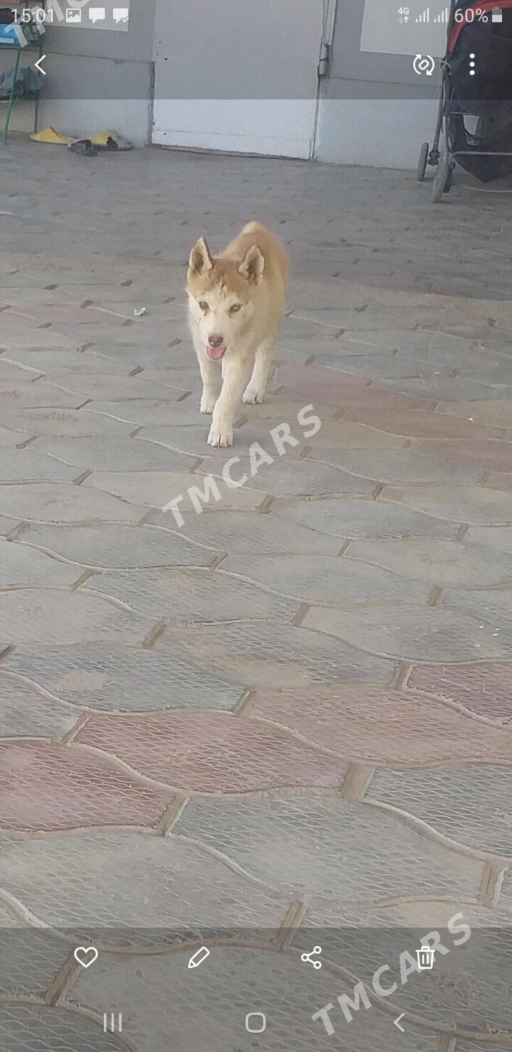 Haski kici - Aşgabat - img 3