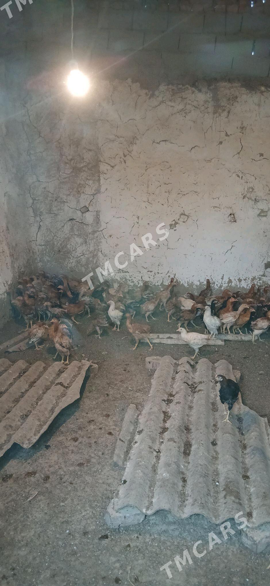 Gyzyl towuk juyjeler - Бахарден - img 2