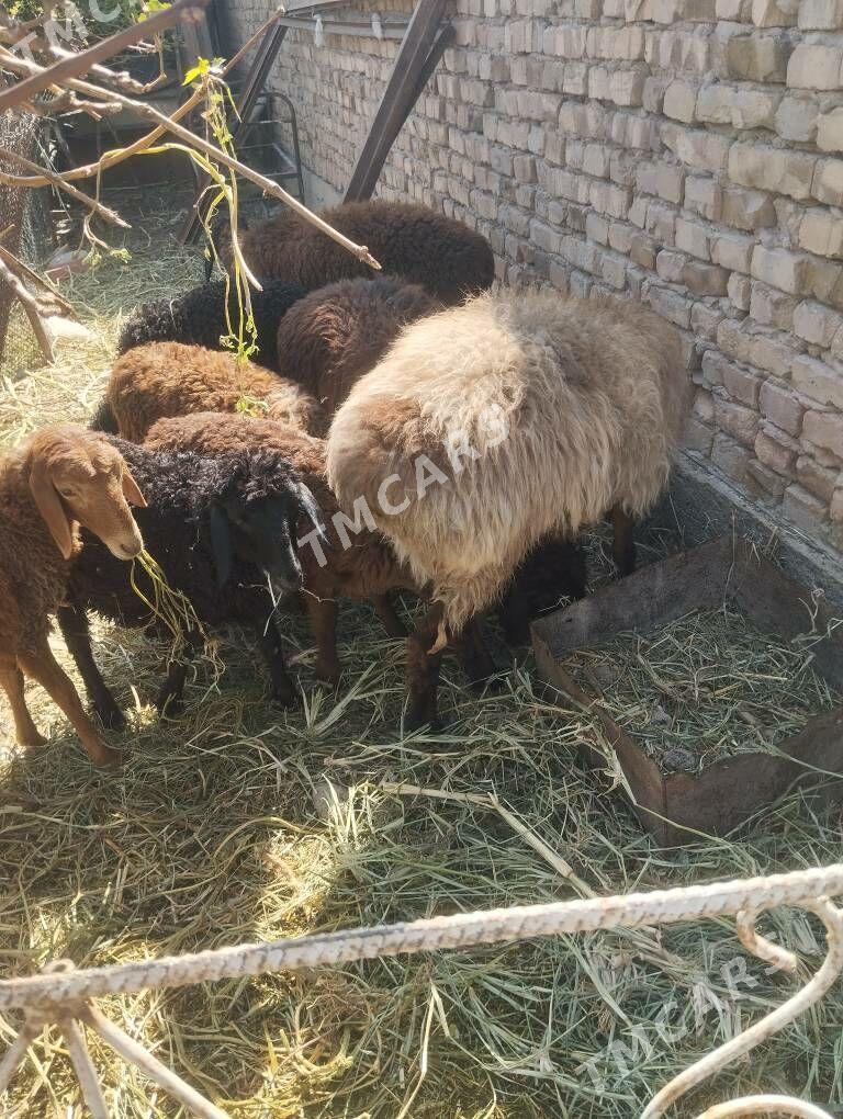 Satlyk goyun guzy - Türkmenabat - img 10