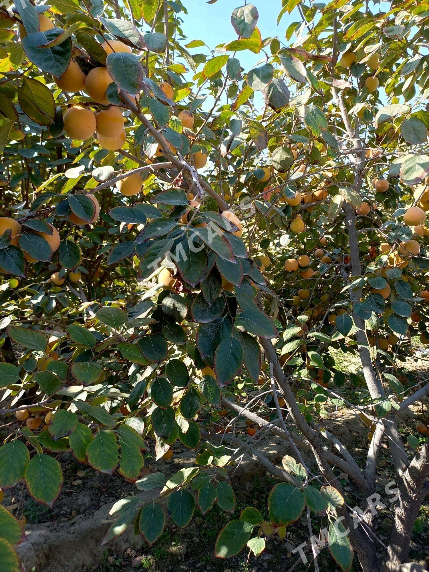 Hurma nahallar - Sakar - img 7